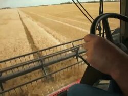 Harvesting winter wheat Stock Footage