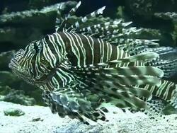 Lionfish swimming in aquarium Stock Footage