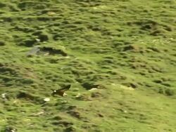 MS TS Shot of Griffon Vulture (Gyps fulvus) gliding overhead with high mountains / Stepantsminda, Kazbegi, Georgia Stock Footage