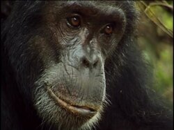 CU, Chimpanzee (Pan troglodytes), headshot, Gombe Stream National Park, Tanzania Stock Footage