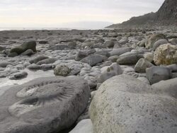 MS T/L View of cliffs of Jurassic Lower Lias with imprint of ammonite Stock Footage
