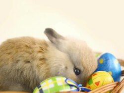 Easter bunny and eggs. Stock Footage