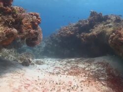 MS POV Track forward over reef / Playa del Carmen, Isla Mujeres, Mexico Stock Footage