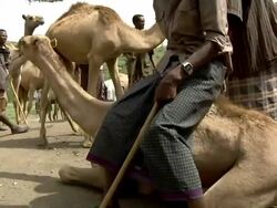 Ethiopian camel market Stock Footage