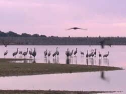 Common Cranes (Grus grus) at their roost on Lake Cubillar, Caceres Province in Extremadura, Spain Stock Footage