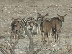 Greater Kudu (Tragelaphus strepsiceros), Etosha National Park, Namibia Stock Footage