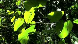 Phototrophism in Plants Instructional Video