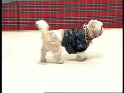 Geri Halliwell signs copies of her new album for fans in London News Clip