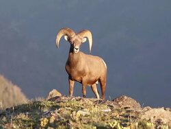 MS Shot of Rocky mountain bighorn sheep ram (Ovis canadensis) standing on top of ridge at sunset / Grand lake, Colorado, United States Stock Footage