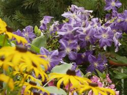 HD DOLLY: Colorful Temperate Flowers Stock Footage