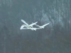 MS TS Red crowned Cranes flying over / Tsurui, Japan Stock Footage