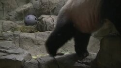 National Zoo prepares panda cub Bao Bao for her public debut this month Instructional Video