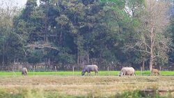 Water Buffalo Eating in the rice field Stock Footage