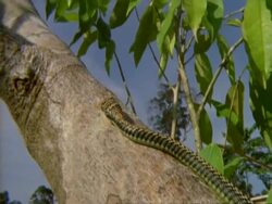 MS low angle, Flying Snake slithers up trunk, against sunlight and blue sky, Malaysia Stock Footage