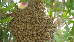 Bees swarm a tree branch in a cluster. Stock Footage