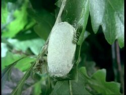 MS Silkworm moth, Bombyx mori, cocoon, zooms in Stock Footage