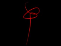 Valentine's Day Rose Stock Footage