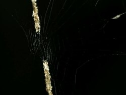 Trashline Spider (Cyclosa sp.) Stock Footage