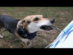 SAM THE PAINTING DOG Stock Footage