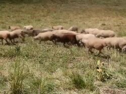 Flock of sheeps moving in line HD Stock Footage