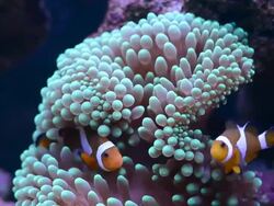 clown fish and anemone Stock Footage