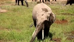 Elephants grazing at Amboseli Stock Footage