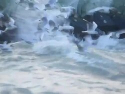 seagulls flying against strong wind on the lake geneva Stock Footage