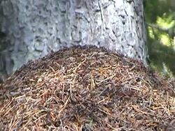 Ant Hill Stock Footage