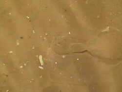 Dover sole fish Stock Footage