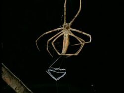 Net-casting Spider (Dinopis) MS making silk net, Australia Stock Footage