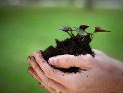 Holding a plant Stock Footage