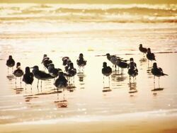 Sanderlings Stock Footage