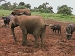 MS Shot of African elephant (loxodonta) and buffalos eating salt from muddy ground / Abarder, Kenya Stock Footage