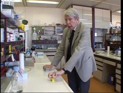 A molecule has been found that could block the transmission of HIV ++REFEED++ News Clip