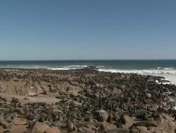 Cape fur seals (Arctocephalus pusillus):, colony on rocks at sea edge, Cape Cross, Namibia Stock Footage