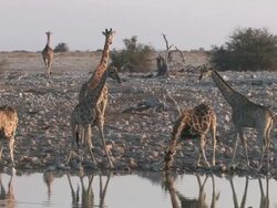 giraffe drinking Stock Footage