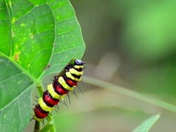 Monarch Caterpillar eating Stock Footage