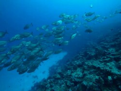 Diving with school of fish, reef in the Pacific Ocean Stock Footage