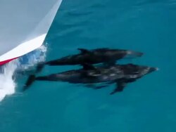 MS TS Two spotted dolphin swimming front of boat   / At sea, At sea, Bahamas Stock Footage