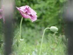 MS R/F Spider on webb along two iron sticks and roses in focus in background / Holland Stock Footage