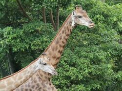 Giraffe head. Stock Footage