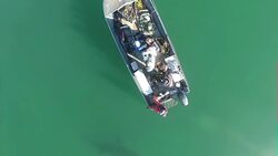 Drone aerials of sharks at sea News Clip