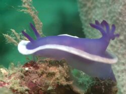 Nudibranch, purple with white edge, Hypselodoris, on reef outcrop in close up. Borneo, Malaysia, Southeast Asia Stock Footage