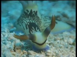 CU Sea Slug, Nembrotha lineata, head with long horns, zooms out to MS slug crawling to camera, Kapalai, Sipadan, Borneo, Malaysia Stock Footage