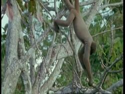 MS Woolly monkey dangling from branch whilst foraging, South America Stock Footage