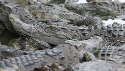 Many crocodiles Stock Footage