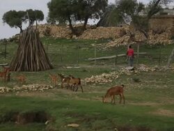 Goats in green landscape Stock Footage