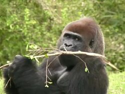 Gorilla Snack Stock Footage