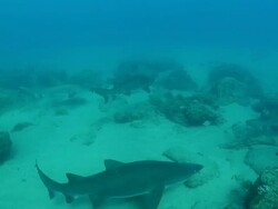 MS Shot of Several spotted ragged tooth sharks swimming along rippled sea floor and reef with various other fish / Sodwana Bay, KwaZulu Natal, South Africa Stock Footage