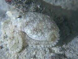 Small white octopus, Southern Visayas, Philippines Stock Footage